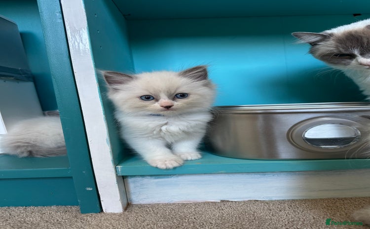 Ragdoll cats in Taunton - Advert 3
