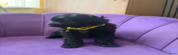 Cockapoo dogs for sale: Stunning F1B Cockapoos - DNA Clear- READY TO LEAVE - Advert 12