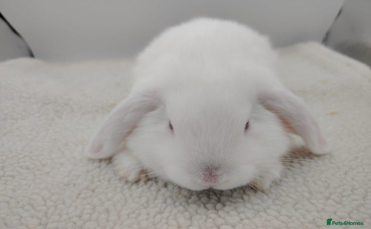 Mini Lop rabbits for sale - Advert 1