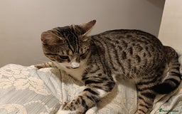 Bengal cats for sale: Bengal X Kittens High % Wild Asian Leopard Cat.  - Image 11