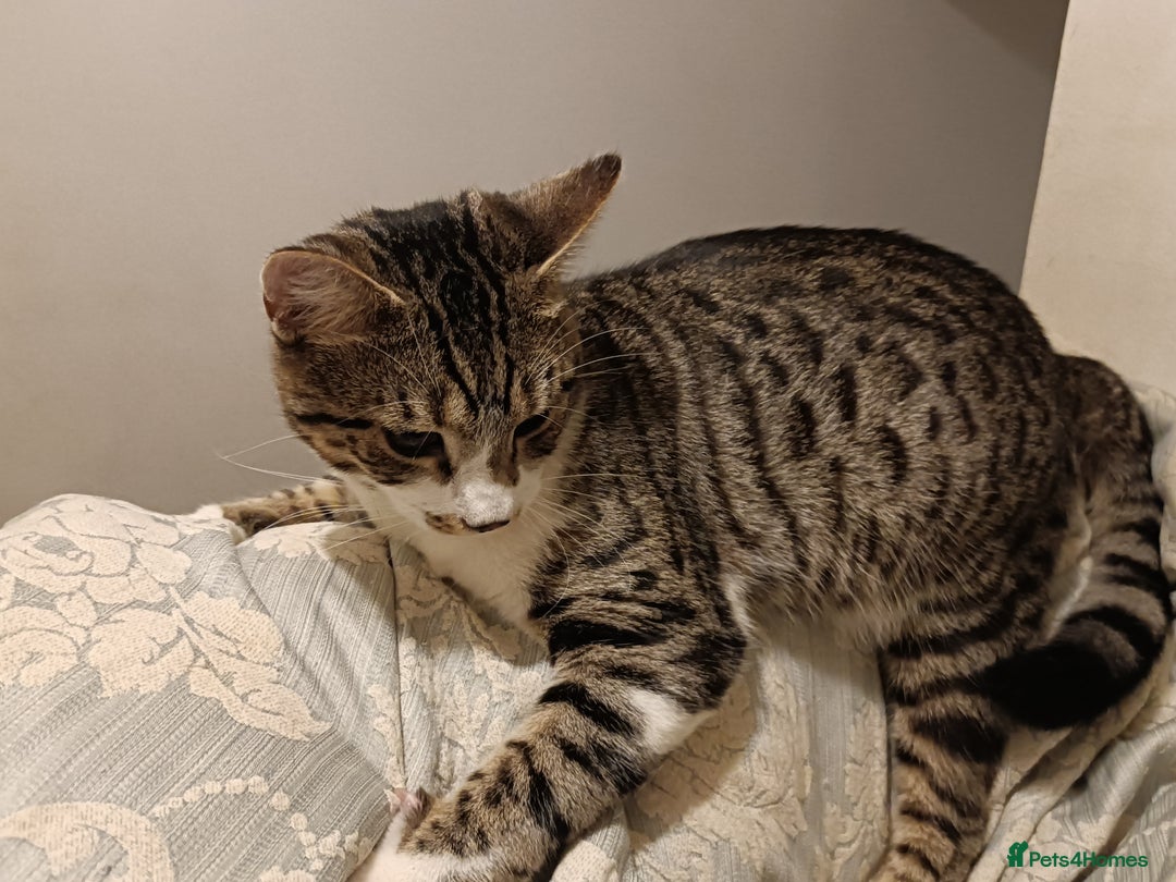 Bengal cats for sale: Bengal X Kittens High % Wild Asian Leopard Cat.  - Image 11