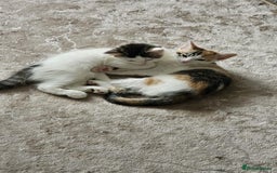 Mixed Breed cats for adoption: Rescue calico kitten in need of home - Image 7