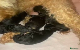 Cockapoo dogs for sale: Beautiful litter of cockapoos - Image 7