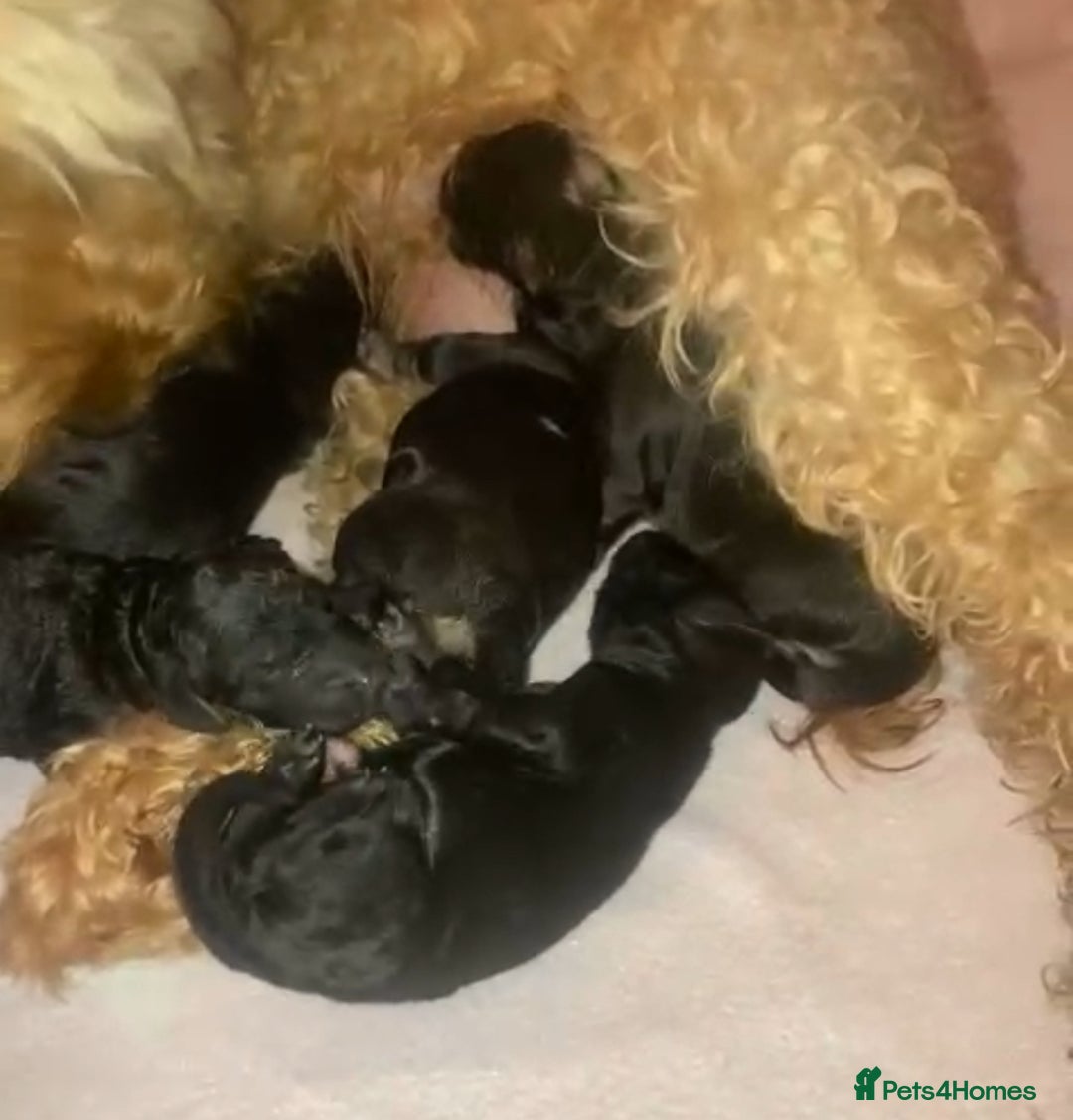 Cockapoo dogs for sale: Beautiful litter of cockapoos - Image 7