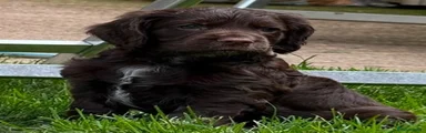 Cocker Spaniel 1