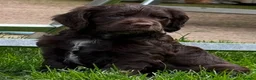 Cocker Spaniel dogs for sale: Exceptional Cocker spaniels  - Advert 3