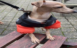 Italian Greyhound dogs for stud: Tiny stud with larger than life personality - Image 10