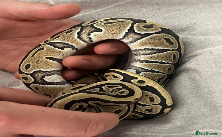 Python Snake reptiles - Advert 1