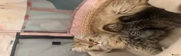 Persian cats for sale: 3 half Persian kittens - Advert 4