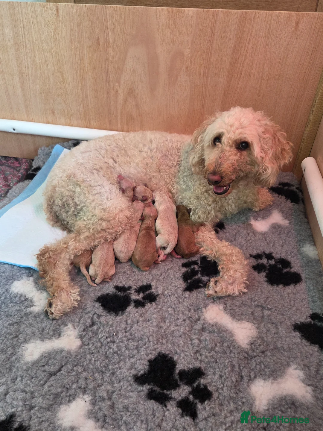 Labradoodle dogs for sale: MultiGen Labradoodle Puppies - Advert 2