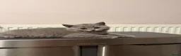 British Shorthair cats for sale: Gccf British shorthair kittens  - Advert 17
