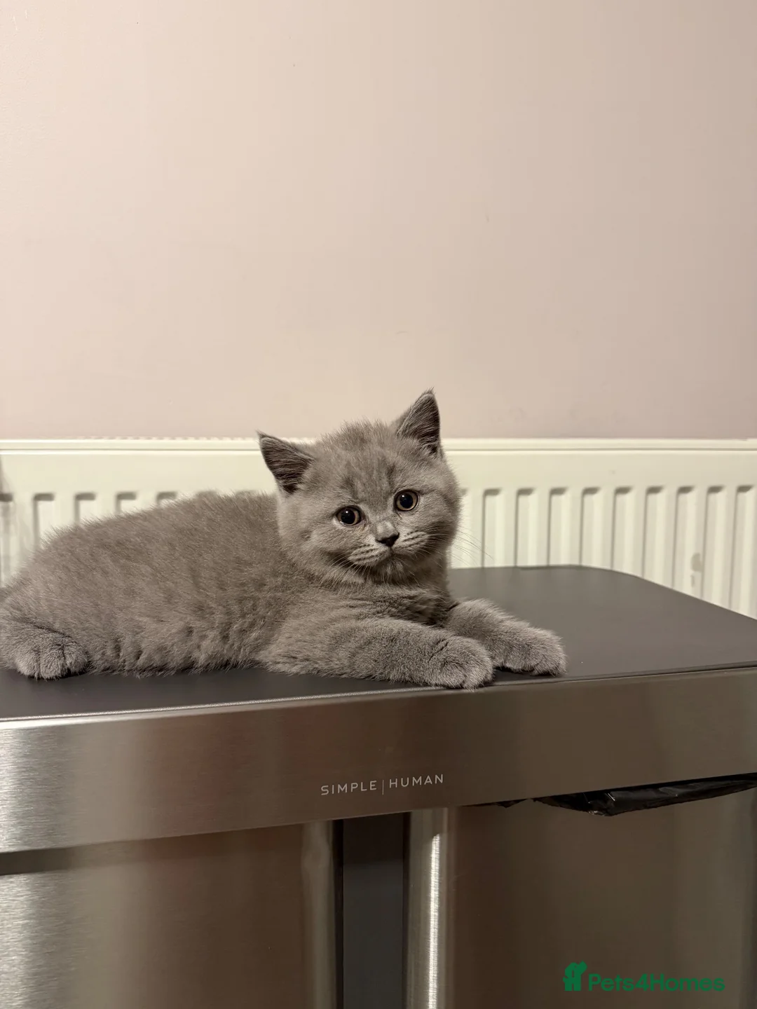 British Shorthair cats for sale: Gccf British shorthair kittens  - Advert 17