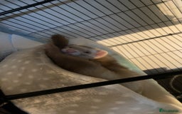 Ferret rodents for sale: 2 male ferret hobs  - Image 3