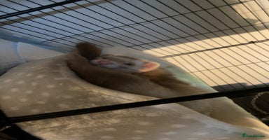 Ferret rodents - Advert 13