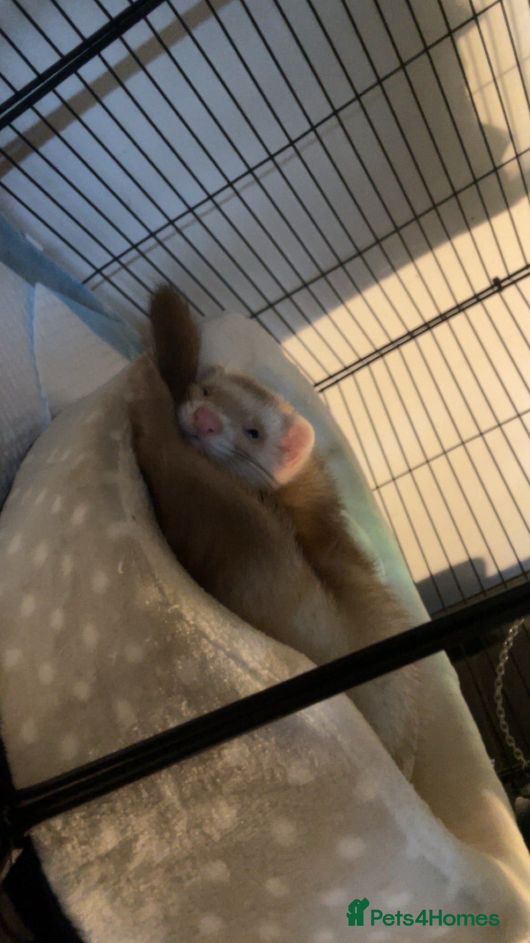 Ferret rodents for sale: 2 male ferret hobs  - Image 3