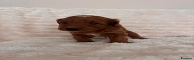 Cockapoo 2