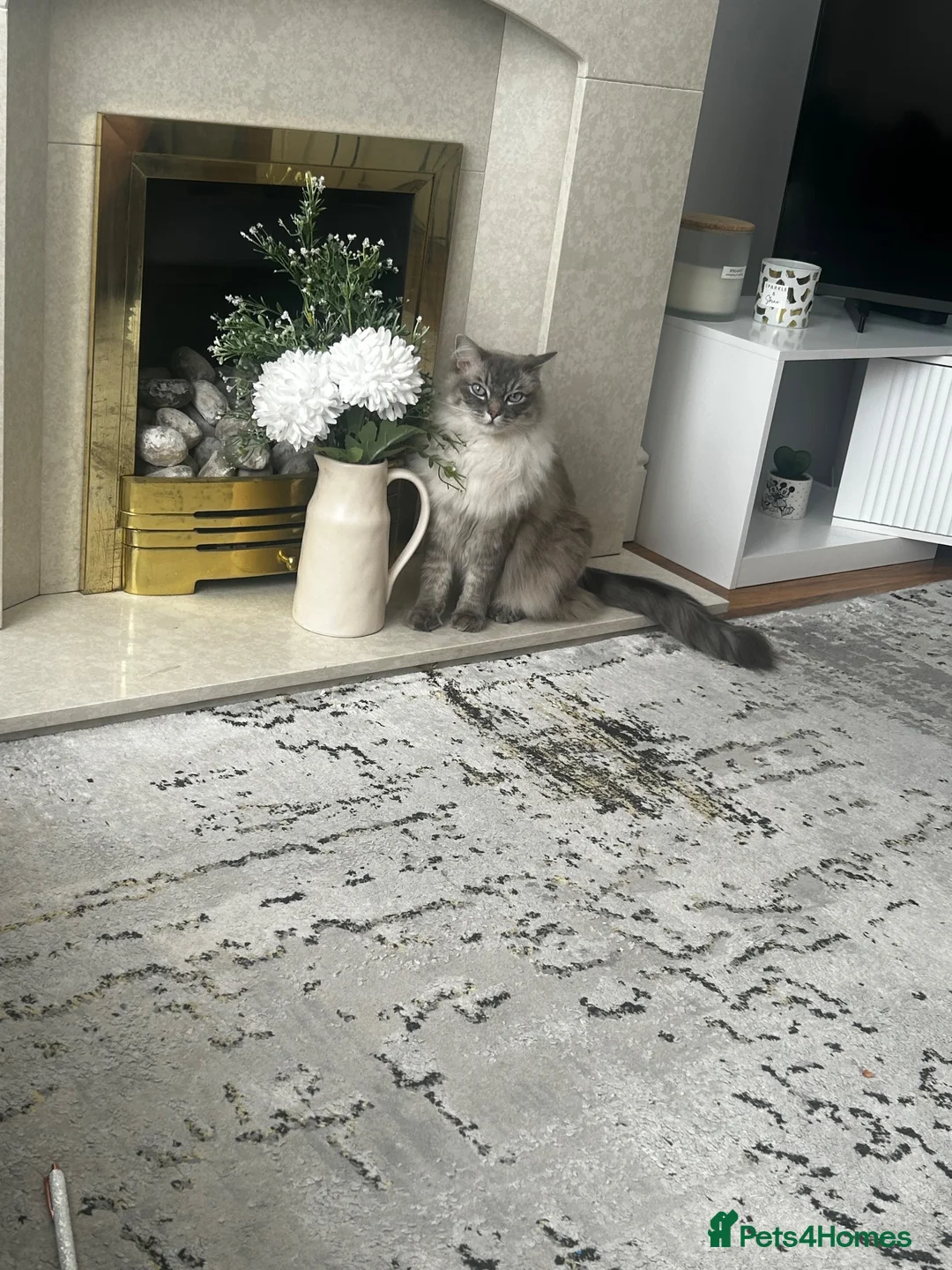Ragdoll cats for sale: 3yr old male ragdoll - Advert 1