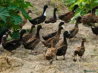 Ducks poultry Khaki Campbell , Magpie ducks - Advert 6