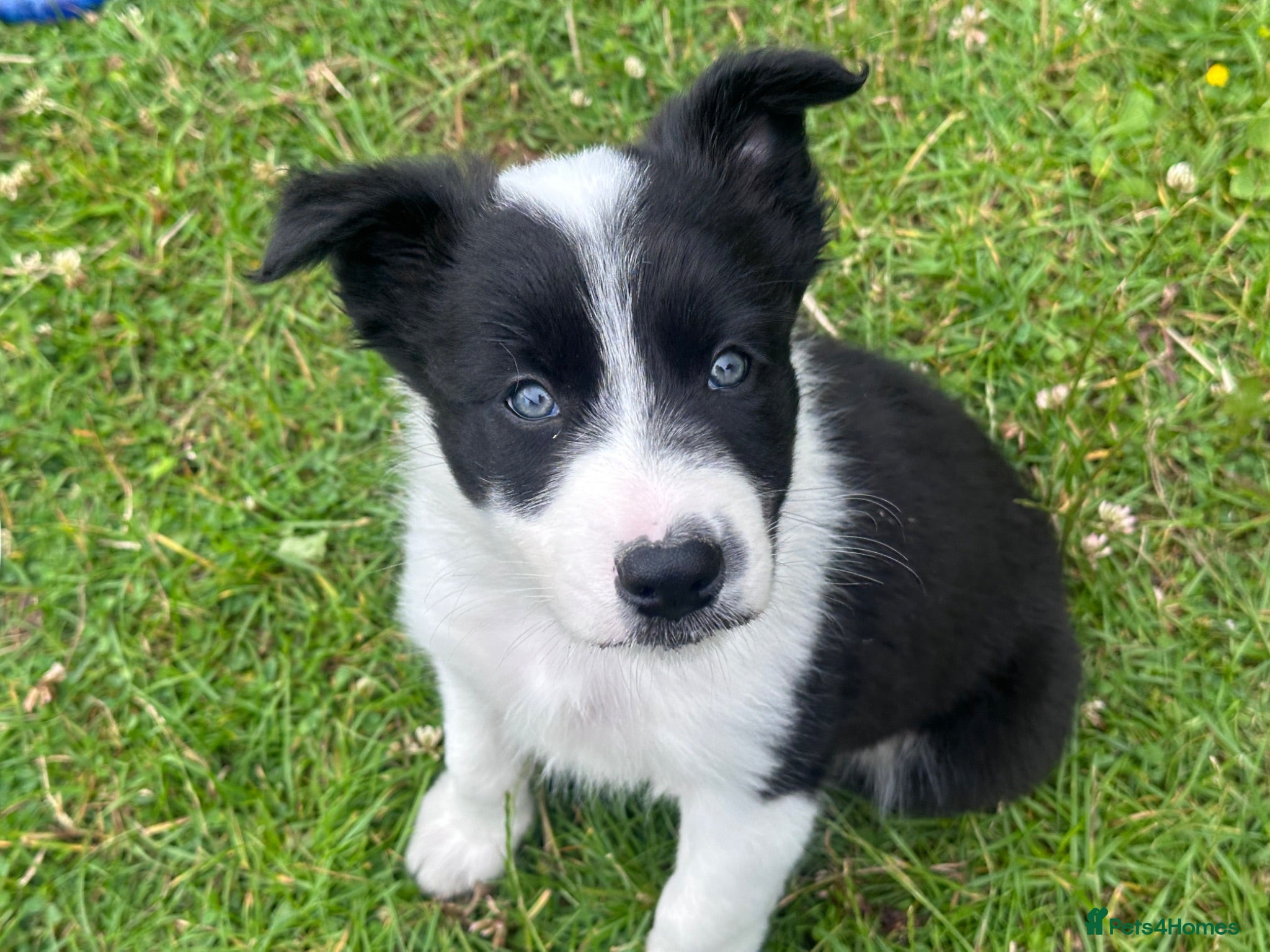 Border Collie dogs Border Collie Puppies - Advert 1
