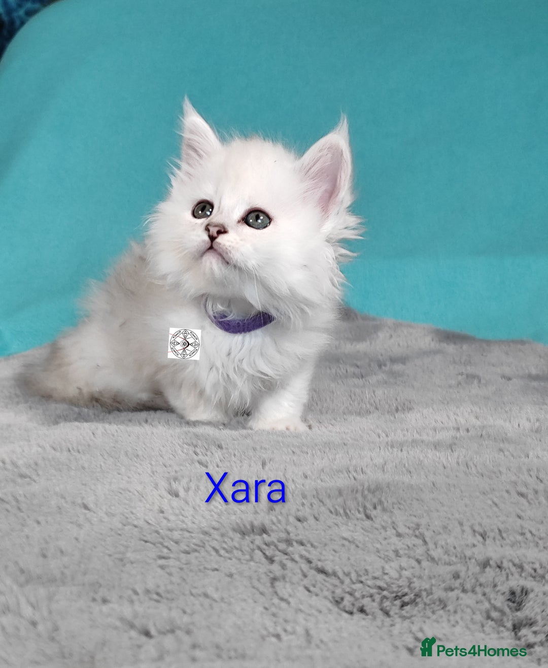 Maine Coon cats for sale: Unique beautiful kittens  - Advert 2