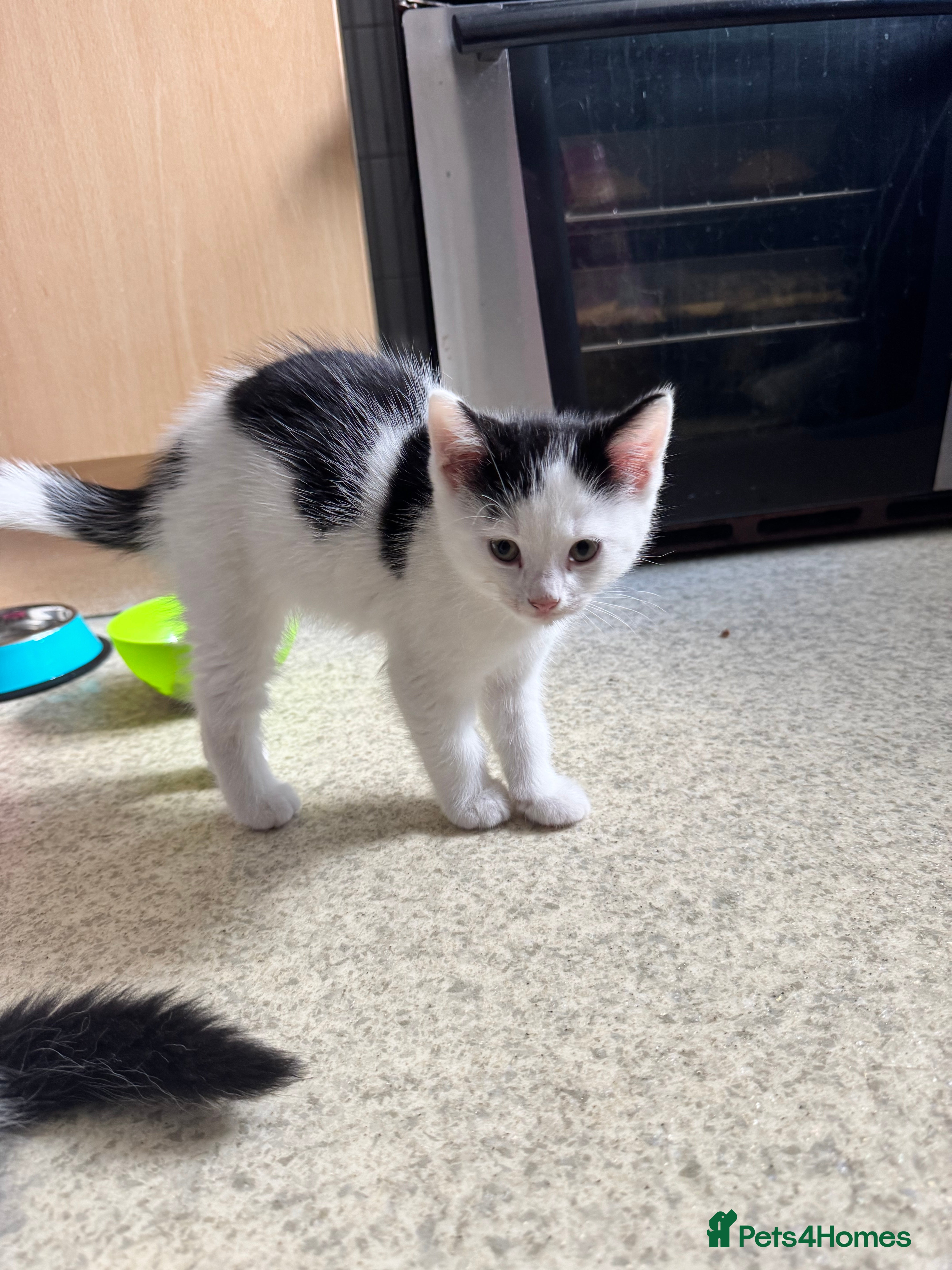 Mixed Breed cats for sale: Kittens for sale - Advert 8