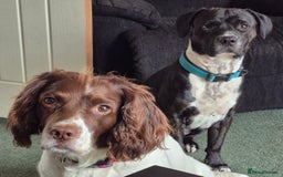 Mixed Breed dogs for sale: 6 very loved puppies - Image 12