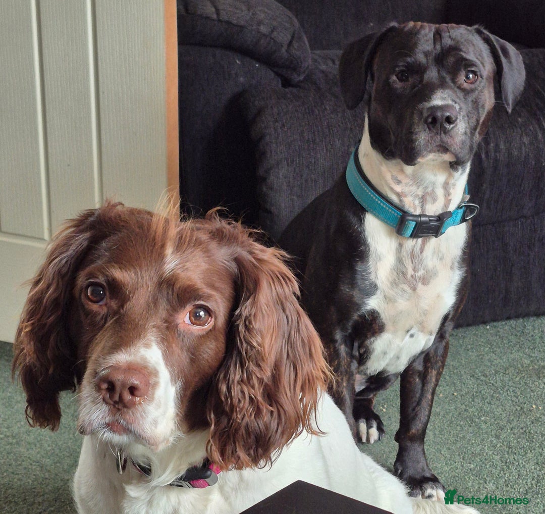 Mixed Breed dogs for sale: 6 very loved puppies - Image 12