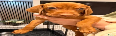 Hungarian Vizsla 2