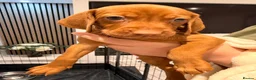 Hungarian Vizsla dogs for sale: Exceptional Hungarian Vizsla Puppies - Advert 11