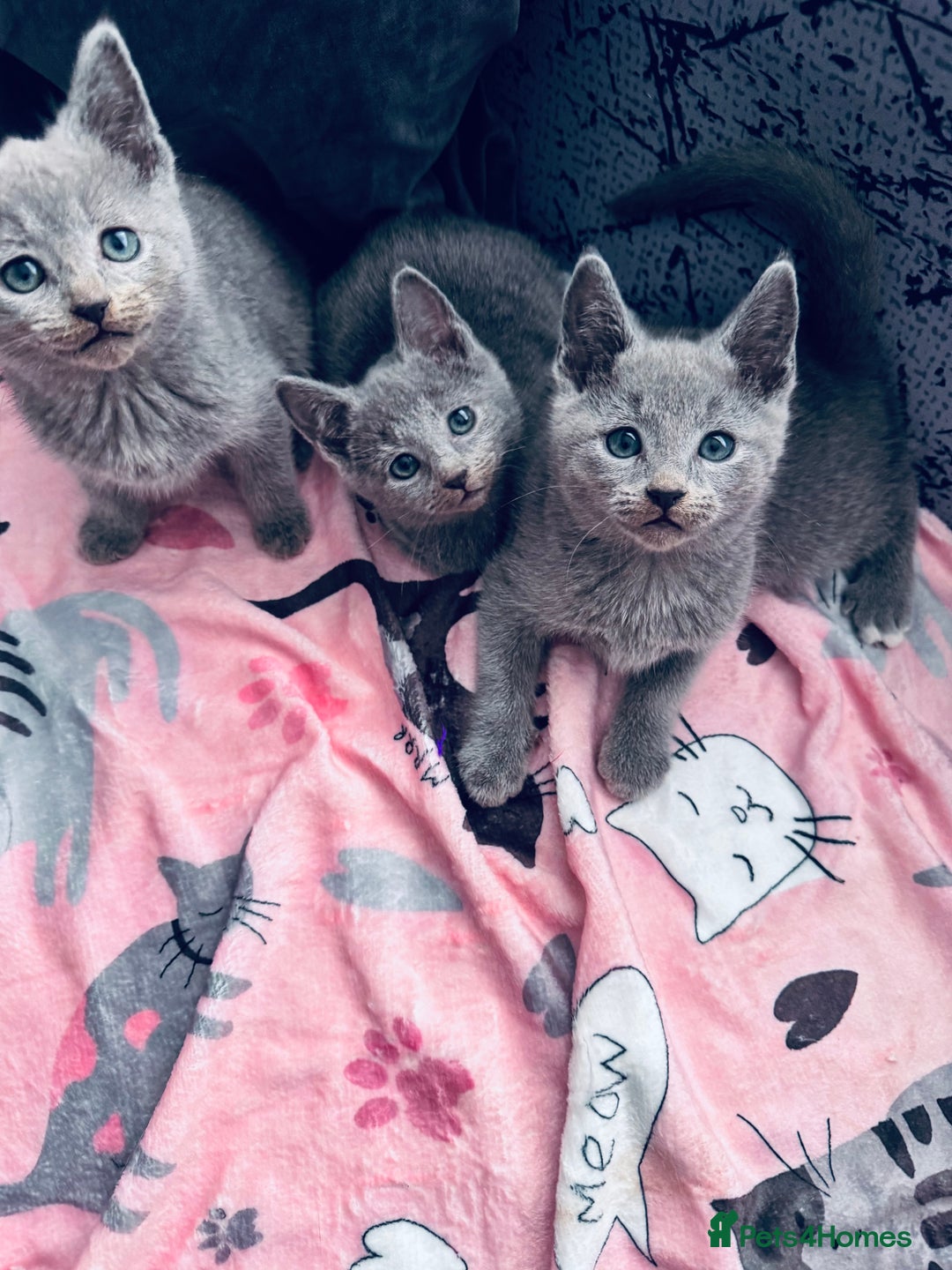 Russian Blue cats for sale: Adorable Russian Blue kittens  - Advert 5