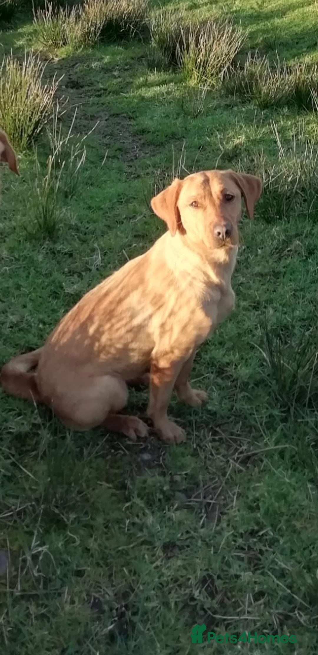 Labrador Retriever dogs for sale: 2 year old labrador - Advert 1