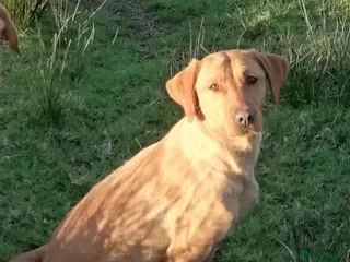 Labrador Retriever dogs 2 year old labrador - Advert 2