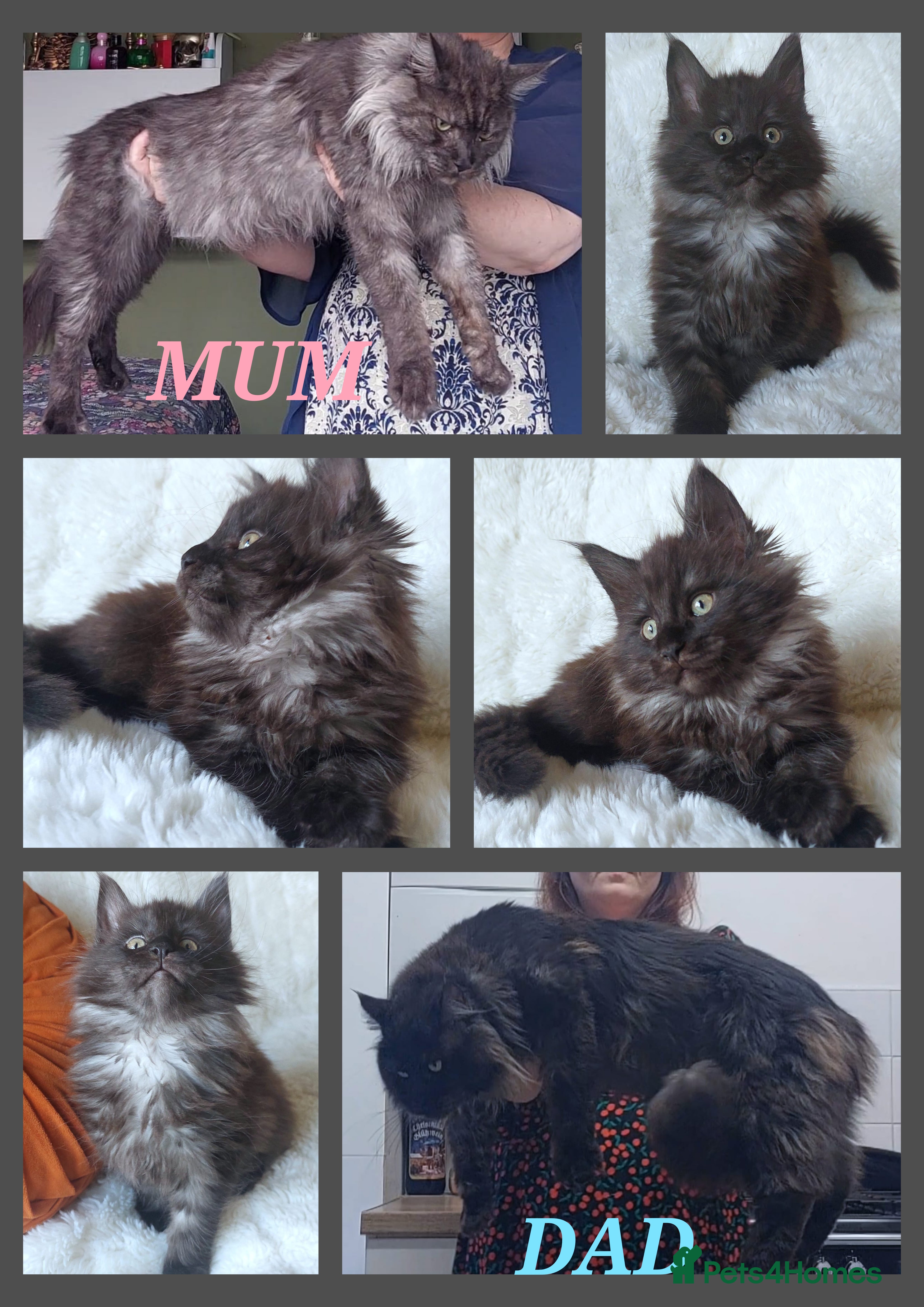 Maine Coon cats 🌟 Beautiful big Maine coon black smoke babies 🌟 - Advert 3