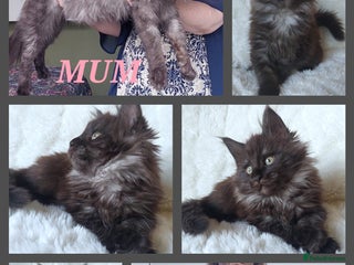 Maine Coon cats 🌟 Beautiful big Maine coon black smoke babies 🌟 - Advert 1