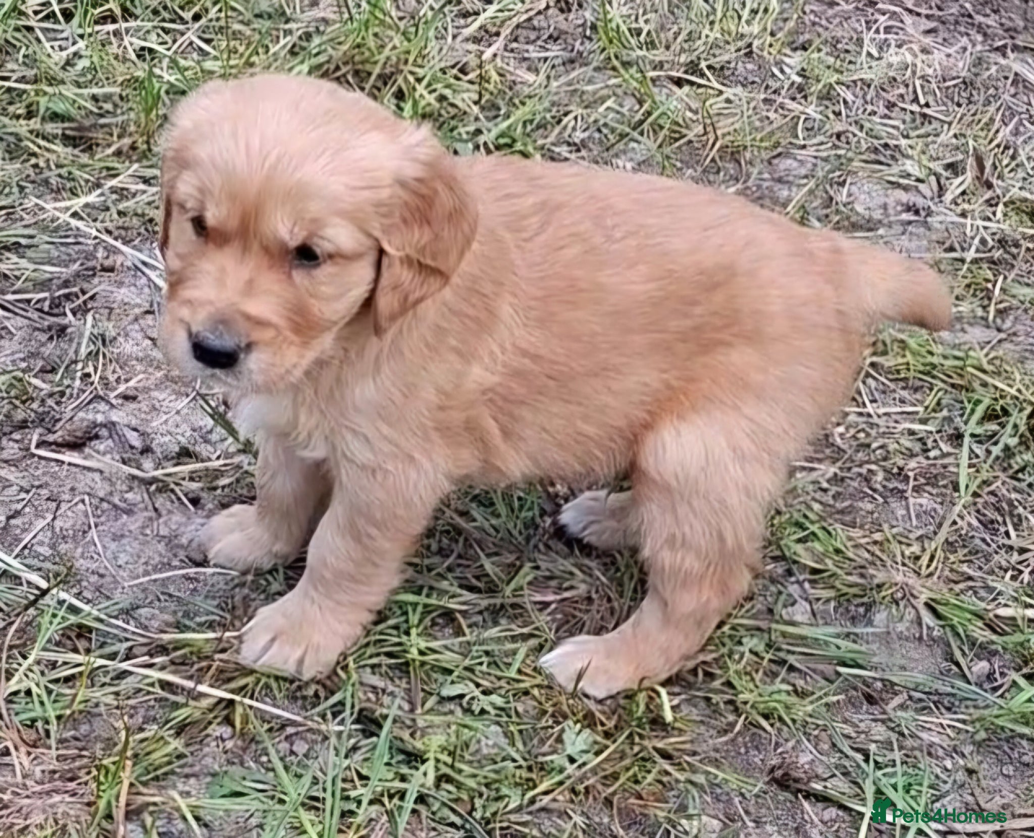 Golden Retriever dogs for sale: KC registered golden retriever pups  - Advert 2