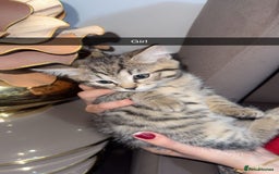 British Shorthair cats for sale: Kitten  - Image 5