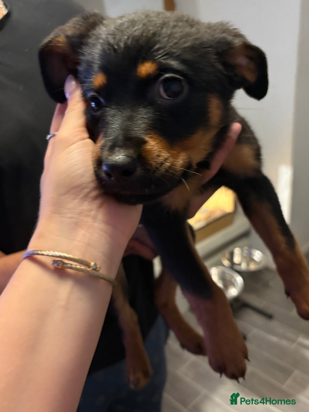 Rottweiler dogs for sale: Lewis Ballington - Image 4