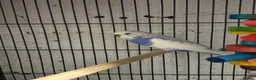 Budgerigars birds for sale: Two Budgie Sisters Looking for a Loving Home - Advert 3