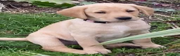 Labrador Retriever dogs for sale: STUNNING LABRADOR PUPPIES  - Advert 1