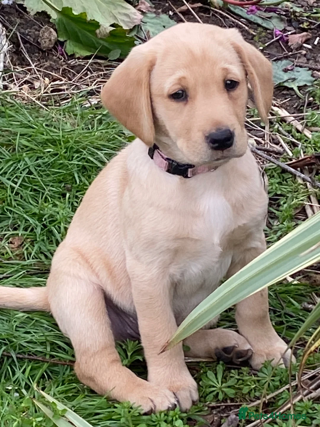 Labrador Retriever dogs for sale: STUNNING LABRADOR PUPPIES  - Advert 1