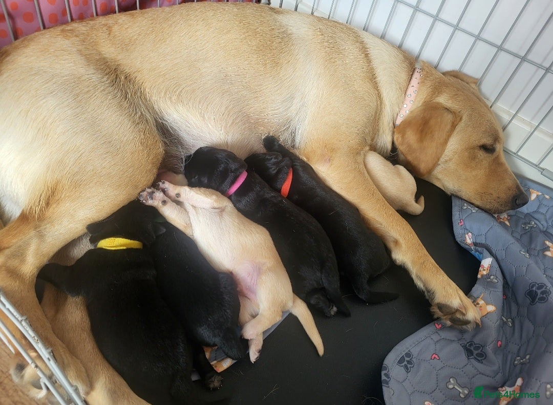 Labrador Retriever dogs for sale: Labrador Puppies for sale pedigree  - Image 17