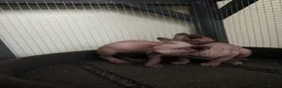 Sphynx cats for sale: Sphinx males - Advert 5