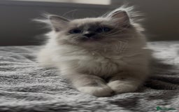Ragdoll cats for sale: 💙🐾Tica full Pedigree🐾EU Ragdoll 🐱🐾DNA Clear - Image 27