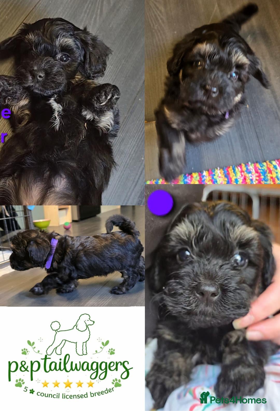 Maltipoo dogs ❤️Exquisite F1 maltipoo female 5⭐️council licensed - Advert 5