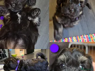 Maltipoo dogs ❤️Exquisite F1 maltipoo female 5⭐️council licensed - Advert 5