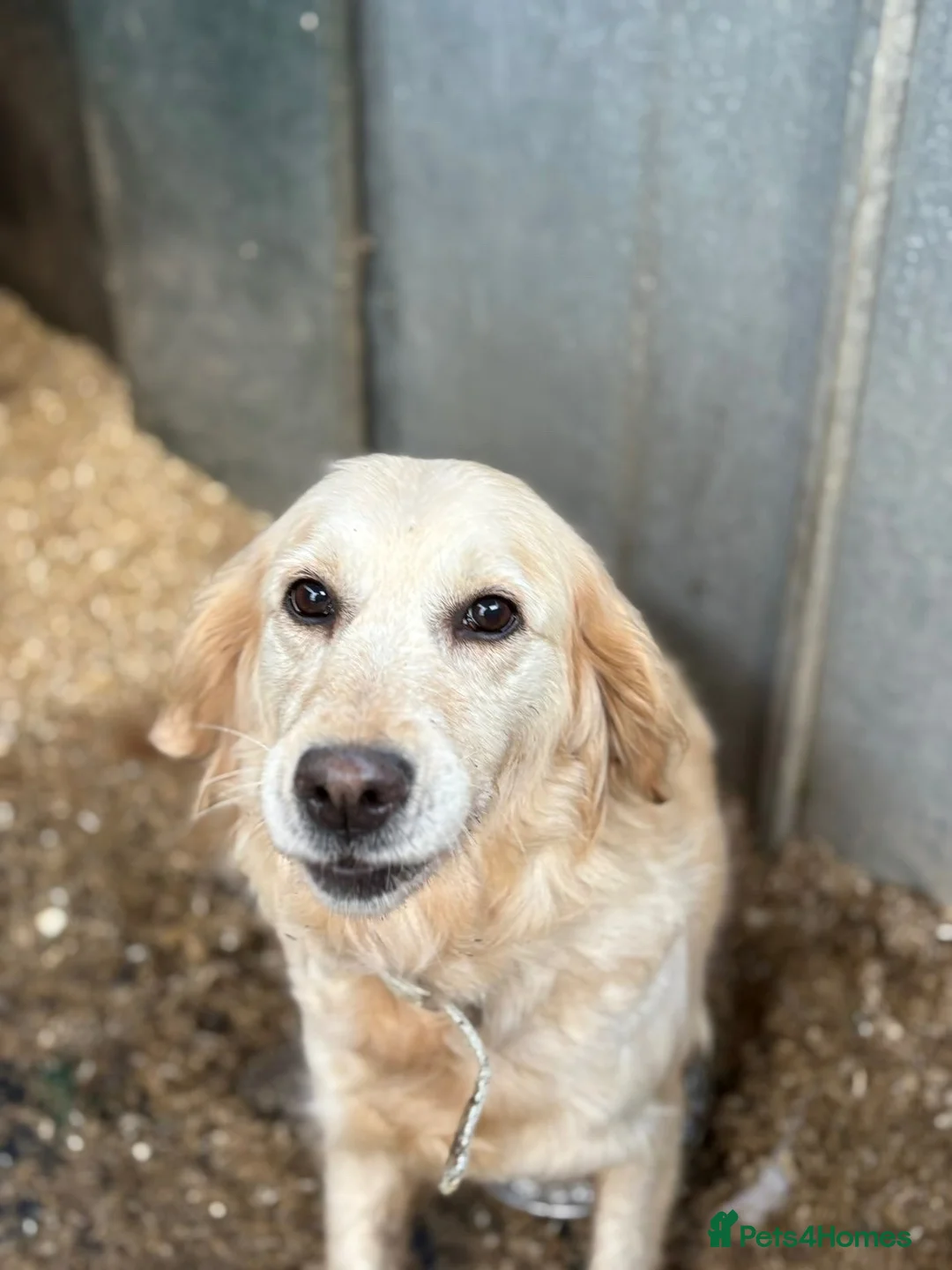 Golden Retriever dogs for sale: Golden Retrievers  - Advert 1