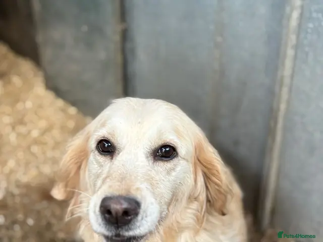 Golden Retriever dogs for sale: Golden Retrievers - Advert 1