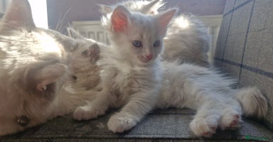 Ragdoll cats - Advert 6