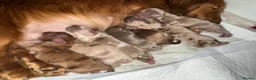 Miniature Dachshund dogs for sale: 3 Long hair mini dachshund puppies - Advert 16