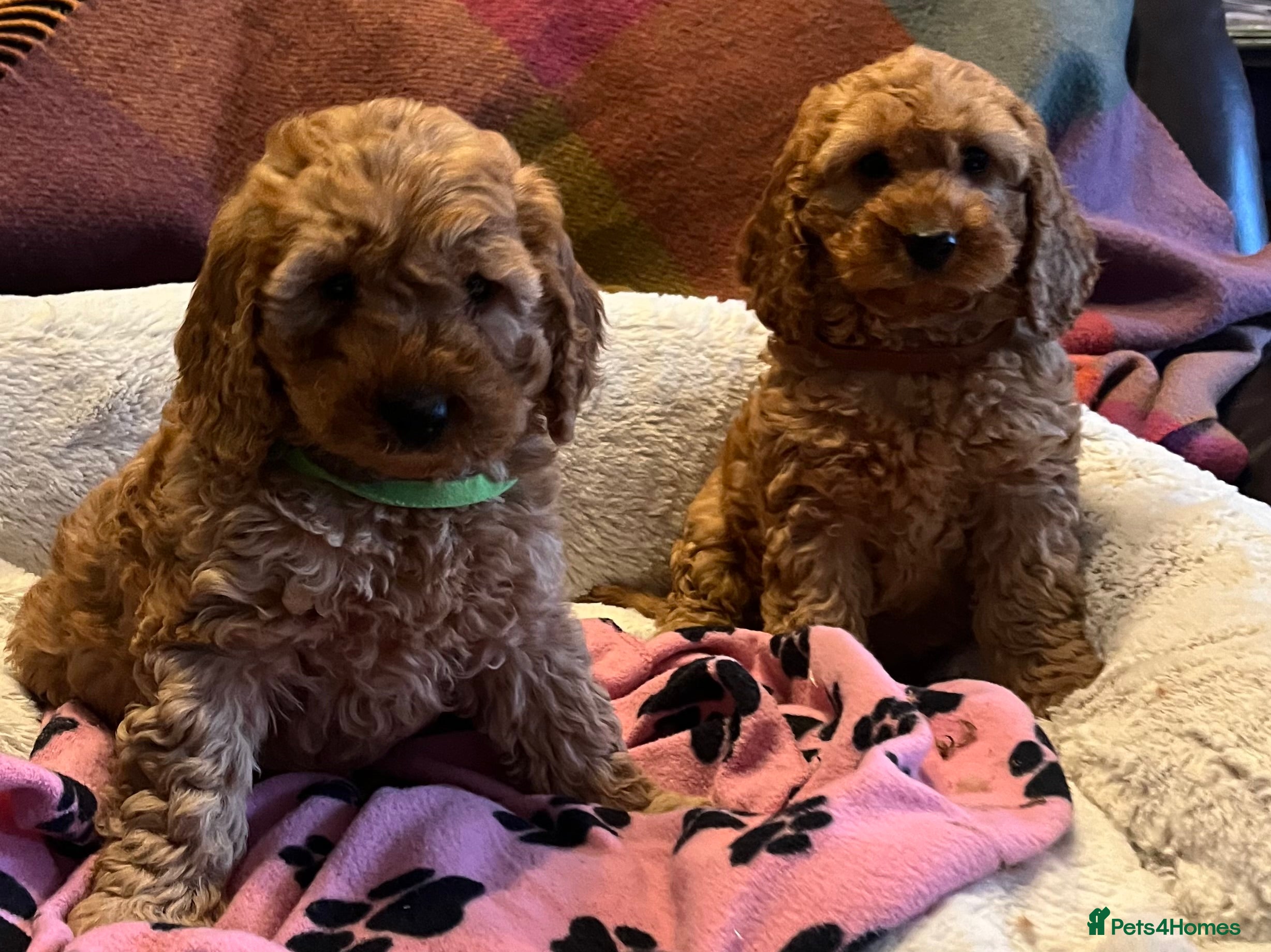 Cockapoo dogs Stunning cockapoo puppies  - Advert 11